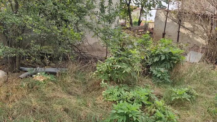 Как да избегнем претоварване с градинска работа?