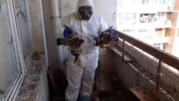 Безопасно обеззаразяване на замърсявания от гълъби